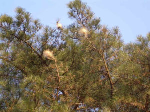 Albero di pino infestato