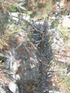 Albero defogliato dalla processionaria